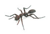 Ant, Carpenter Ant, Rubber Insect, High Quality, Hand Painted, Realistic, Figure, Diorama Model, Replica, Toy, Kids, Educational, Gift, 3 1/2 Inches CWG215 B37