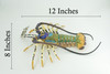 Lobster, Pacific, Australian, Crustaceans, Hand Painted, Museum Quality, Rubber, Realistic, Toy, Kids, Diorama, Model, Educational, Gift, 12 Inches. CH1001 BB219