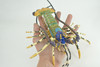 Lobster, Pacific, Australian, Crustaceans, Hand Painted, Museum Quality, Rubber, Realistic, Toy, Kids, Diorama, Model, Educational, Gift, 12 Inches. CH1001 BB219