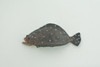 Halibut, Flatfish, Pacific,  Califonia, Saltwater Fish, Museum Quality, Hand Painted, Rubber Fish, Realistic, Diorama, Model, Toy, Kids, Educational, Gift,    3 Inches.   CH1015 BB218