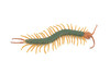 Centipede, Arthropods, Florida, Hand Painted, Museum Quality, Hard Rubber, Realistic Insect, Diorama Model, Toy, Kids, Educational, Gift, 4 1/2 Inches Long. CH1029 BB218