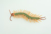 Centipede, Arthropods, Florida, Hand Painted, Museum Quality, Hard Rubber, Realistic Insect, Diorama Model, Toy, Kids, Educational, Gift,  4 1/2 Inches Long.    CH1029 BB218