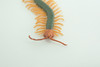 Centipede, Arthropods, Florida, Hand Painted, Museum Quality, Hard Rubber, Realistic Insect, Diorama Model, Toy, Kids, Educational, Gift,  4 1/2 Inches Long.    CH1029 BB218