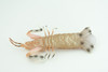 Mantis Shrimp, Marine Crustaceans, Museum Quality, Hand Painted, Rubber, Realistic Toy Figure, Diorama Model, Replica, Kids, Educational, Gift,    6 Inches.     CH1051 BB221