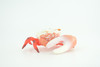 Fiddler Crab, Marine Crustaceans, Museum Quality, Hand Painted, Hard Rubber, Toy Figure, Diorama Model, Replica, Kids, Educational, Gift,    3 1/2 Inches.   CH1054 BB216