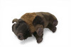 Buffalo, Bison, American buffalo, Very High Quality, Stuffed, Educational, Plush Realistic Figure, Lifelike Model, Replica, Toys, Kids, Gift, 12 Inches. RI07 BB327 (RI07BB327