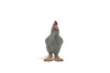 Chicken, Dominique Breed, Museum Quality, Educational, Hand Painted, Realistic, Rubber Bird, Figure, Diorama Model, Toy, Kids,  Gift,       2 Inches.    CH1083 BB223