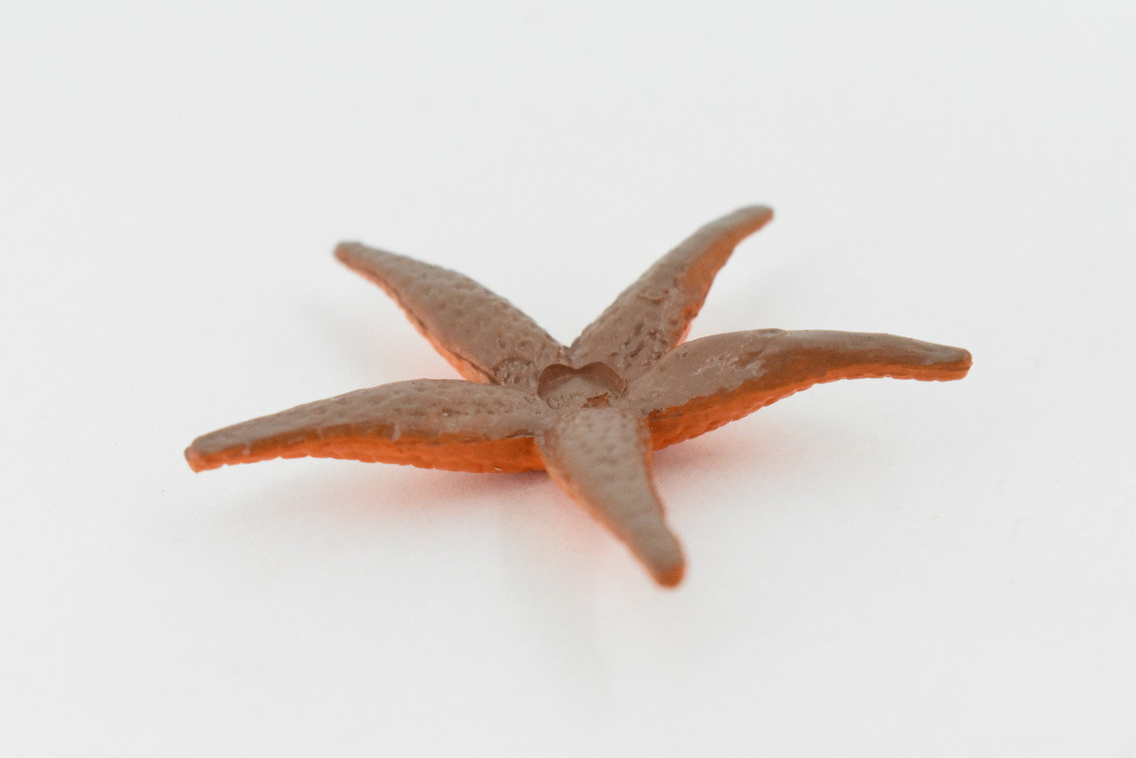 Starfish, Orange, Sea Star, echinoderms,  Asteroidea, Ocean, Sea Life, Plastic Figure, Model, Realistic Replica, Educational Toy, Life Like, Gift,       2"        F581 B34