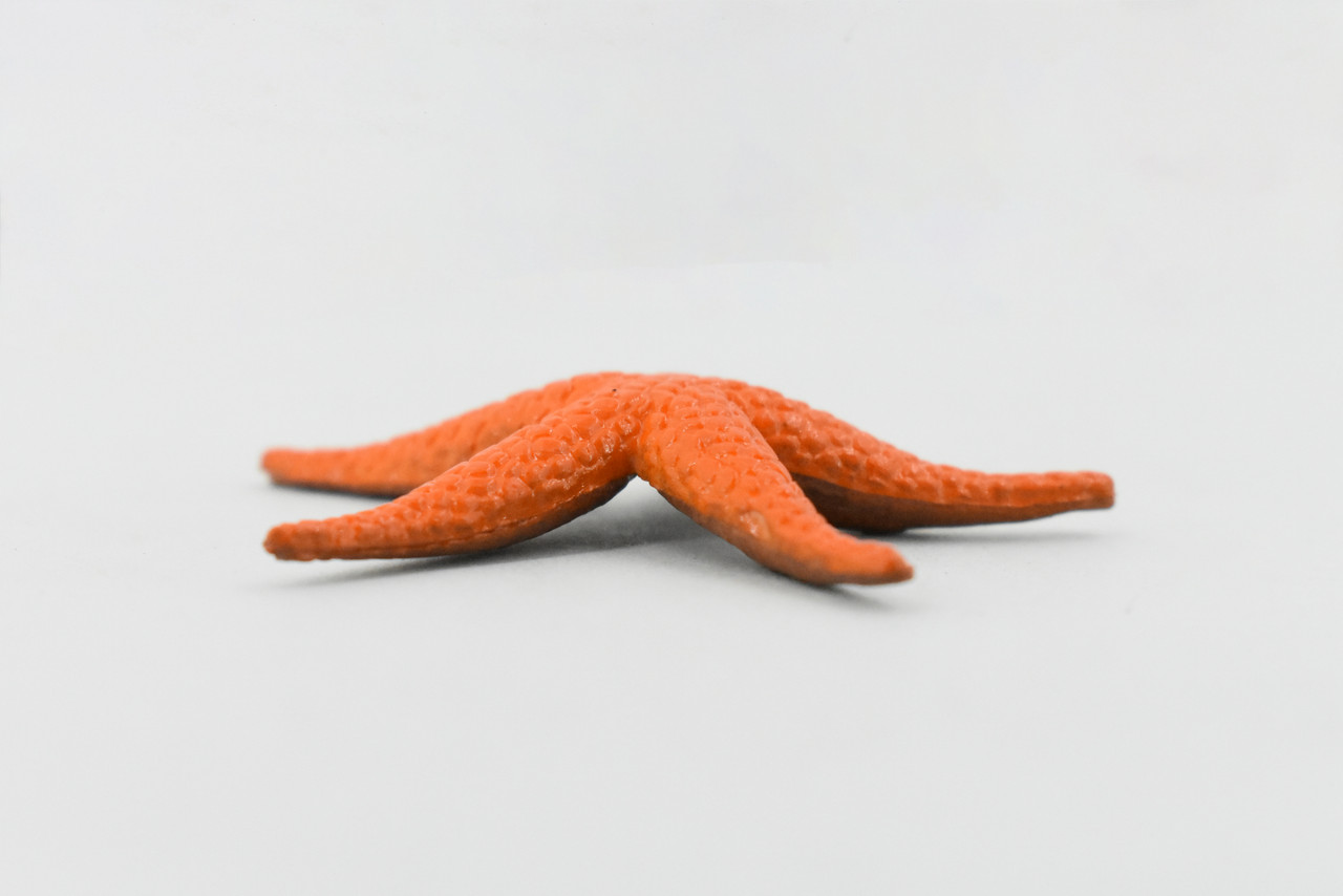 Starfish, Orange, Sea Star, echinoderms,  Asteroidea, Ocean, Sea Life, Plastic Figure, Model, Realistic Replica, Educational Toy, Life Like, Gift,       2"        F581 B34