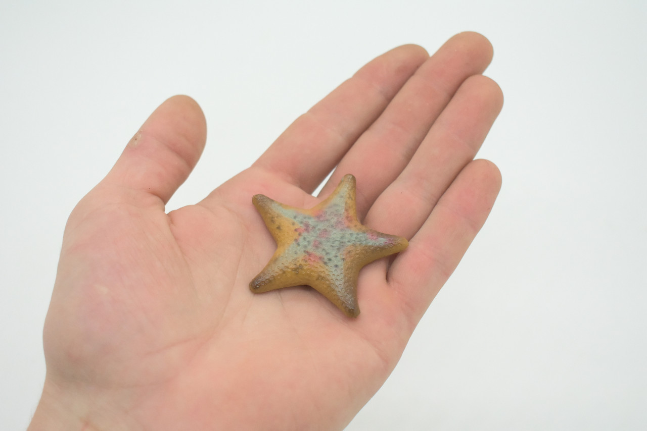 Starfish, Sea Star, echinoderms,  Edmond's, Ocean, Sea Life, Plastic Figure, Model, Realistic Replica, Educational, Figurine, Animal, Life Like, Gift,      2 1/4"       F926 B158