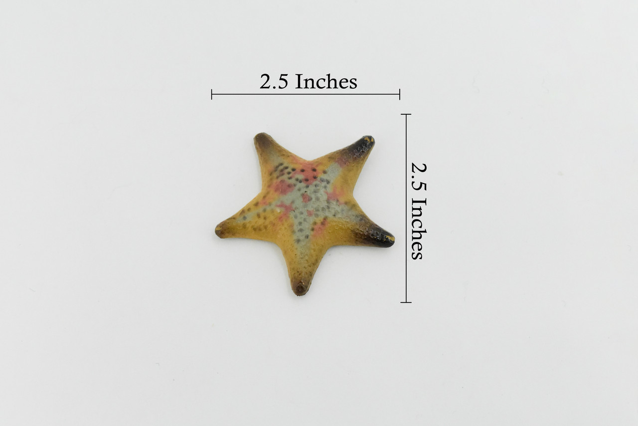 Starfish, Sea Star, echinoderms,  Edmond's, Ocean, Sea Life, Plastic Figure, Model, Realistic Replica, Educational, Figurine, Animal, Life Like, Gift,      2 1/4"       F926 B158