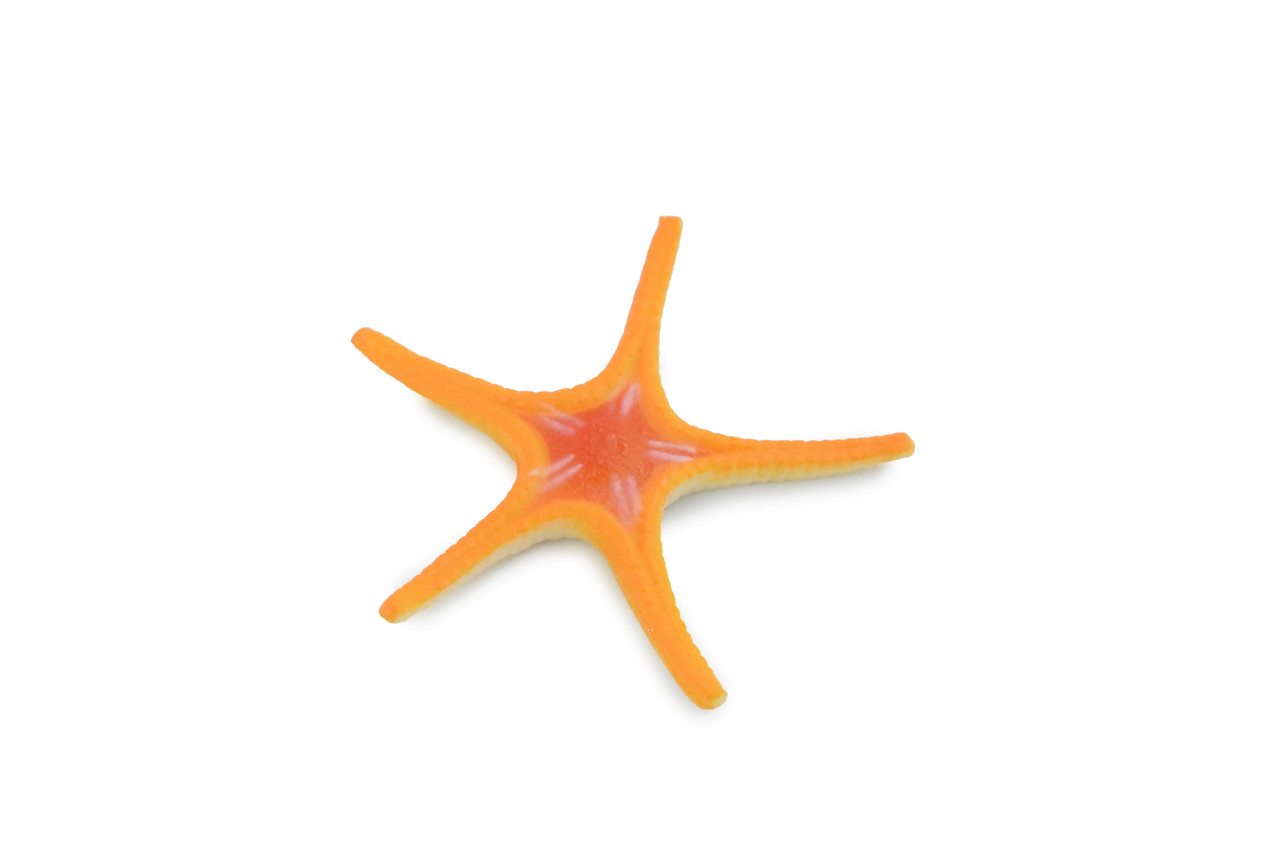 Starfish,  Ross, Sea Star, Echinoderms, Asteroidea, Ocean, Sea Life, Plastic, Model, Realistic Replica, Educational Toy, Figurine, Life Like, Gift,      2 1/4"    F927 B158