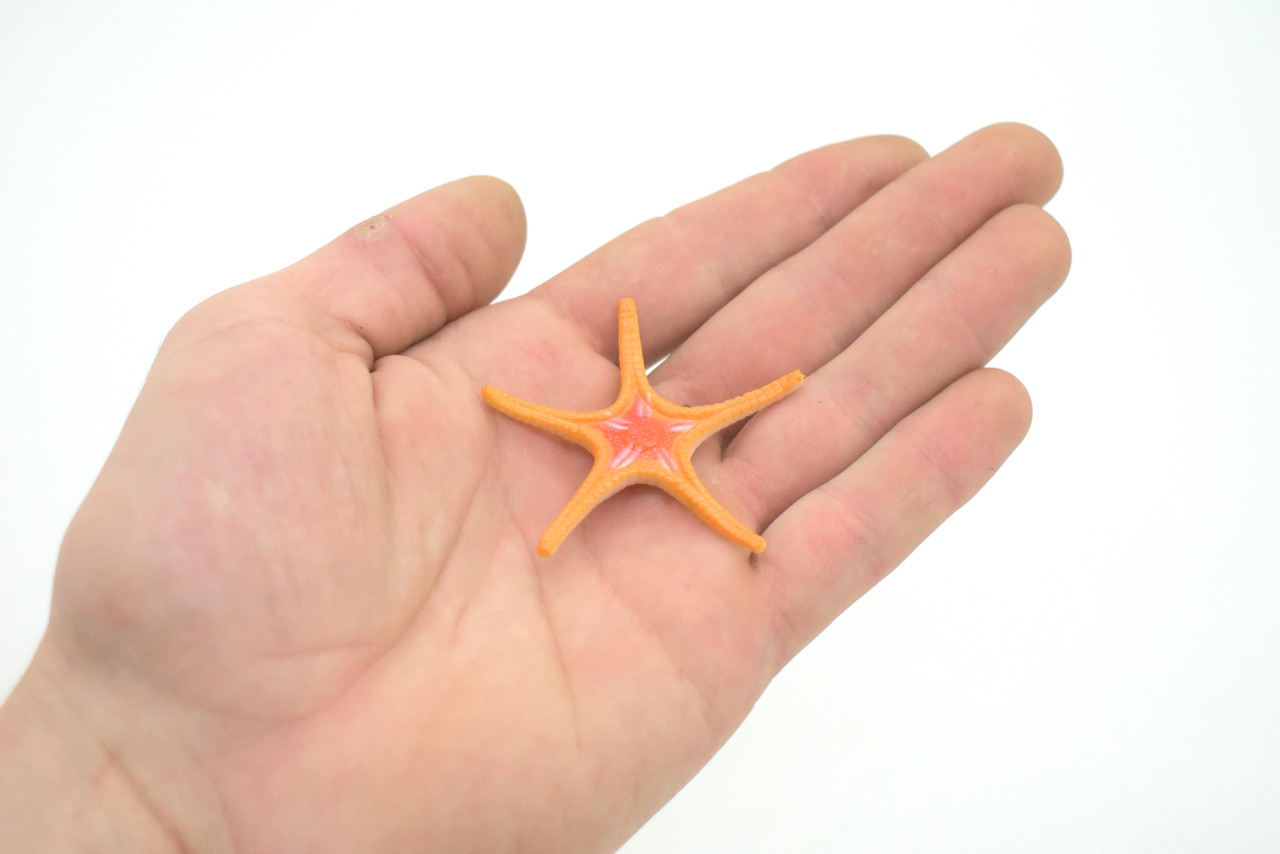 Starfish,  Ross, Sea Star, Echinoderms, Asteroidea, Ocean, Sea Life, Plastic, Model, Realistic Replica, Educational Toy, Figurine, Life Like, Gift,      2 1/4"    F927 B158