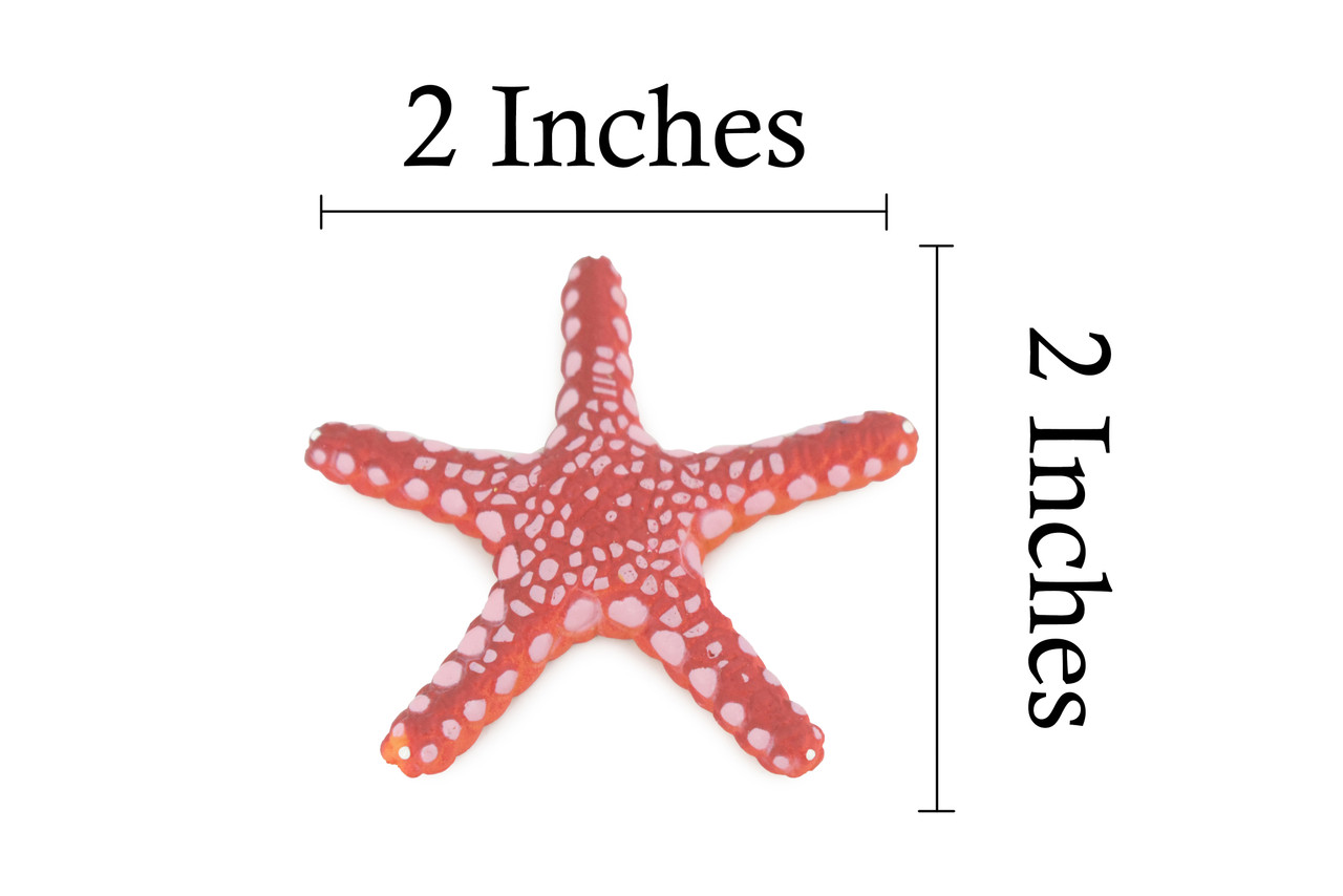 Starfish, Marble, Sea Star, Echinoderms, Asteroidea, Ocean, Sea Life, Plastic, Model, Realistic Replica, Educational Toy, Figurine, Life Like, Gift,    2 1/4"     F928 B158