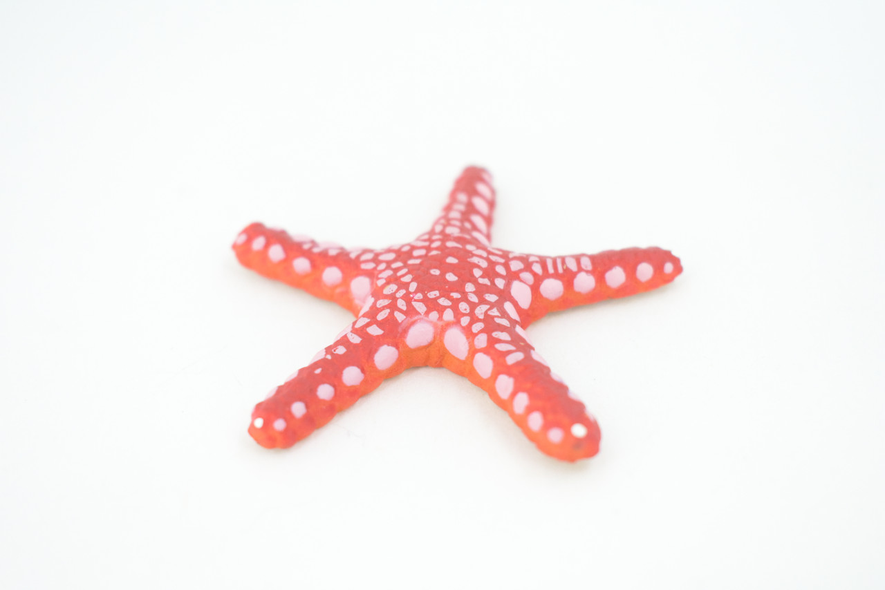 Starfish, Marble, Sea Star, Echinoderms, Asteroidea, Ocean, Sea Life, Plastic, Model, Realistic Replica, Educational Toy, Figurine, Life Like, Gift,    2 1/4"     F928 B158