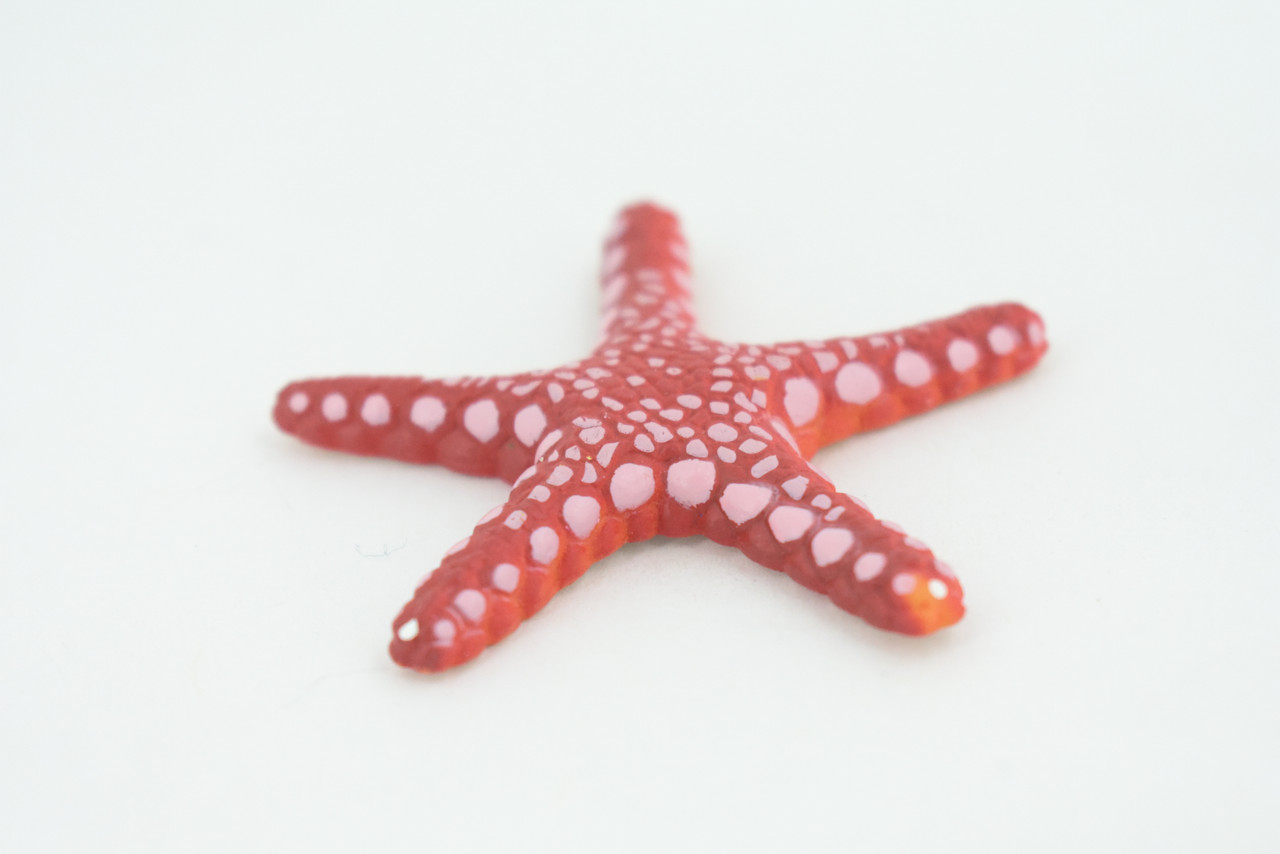 Starfish, Marble, Sea Star, Echinoderms, Asteroidea, Ocean, Sea Life, Plastic, Model, Realistic Replica, Educational Toy, Figurine, Life Like, Gift,    2 1/4"     F928 B158