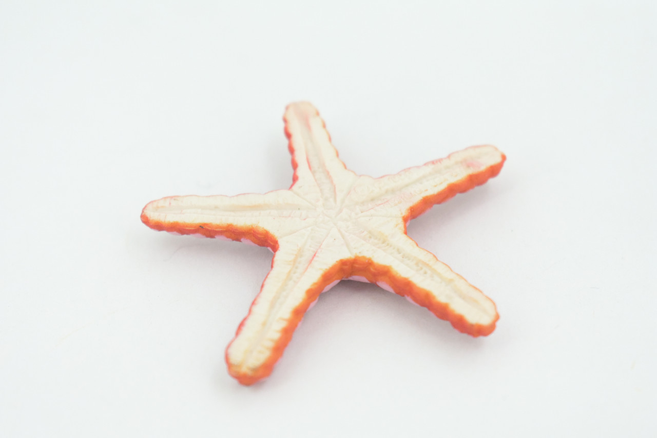 Starfish, Marble, Sea Star, Echinoderms, Asteroidea, Ocean, Sea Life, Plastic, Model, Realistic Replica, Educational Toy, Figurine, Life Like, Gift,    2 1/4"     F928 B158