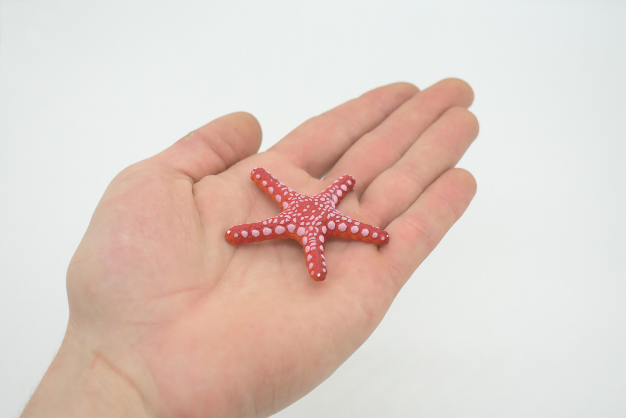 Starfish, Marble, Sea Star, Echinoderms, Asteroidea, Ocean, Sea Life, Plastic, Model, Realistic Replica, Educational Toy, Figurine, Life Like, Gift,    2 1/4"     F928 B158