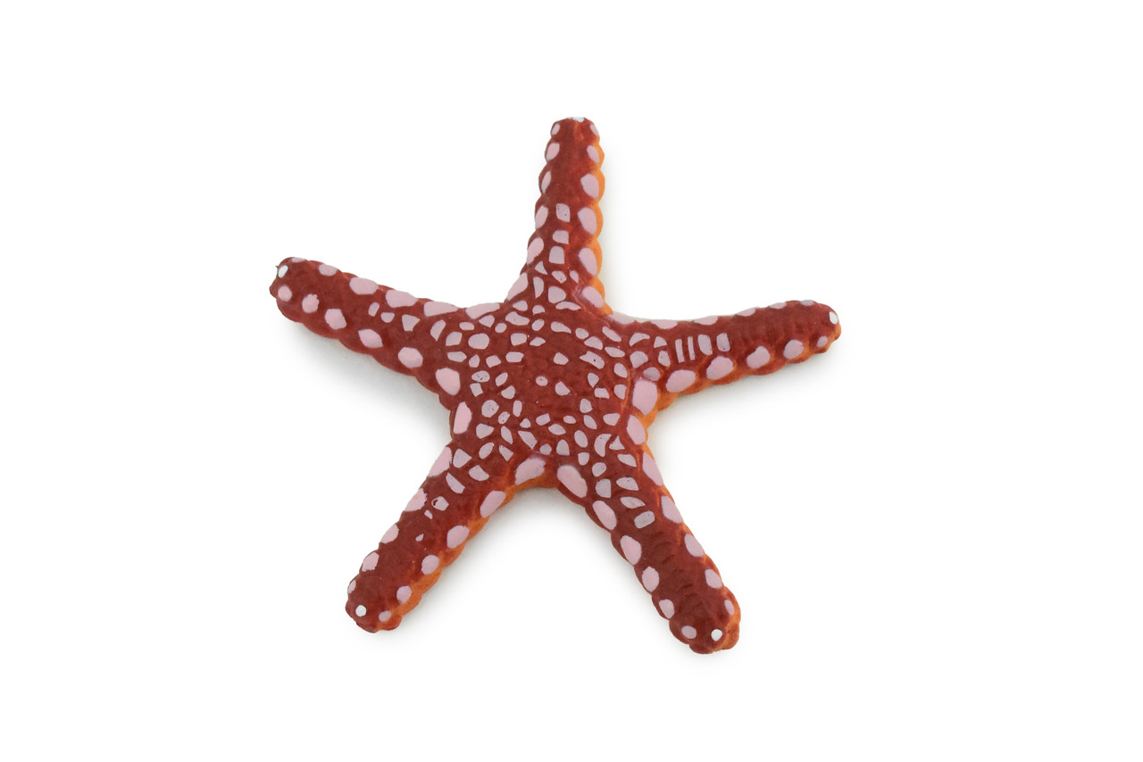 Starfish, Marble, Sea Star, Echinoderms, Asteroidea, Ocean, Sea Life, Plastic, Model, Realistic Replica, Educational Toy, Figurine, Life Like, Gift,    2 1/4"     F928 B158