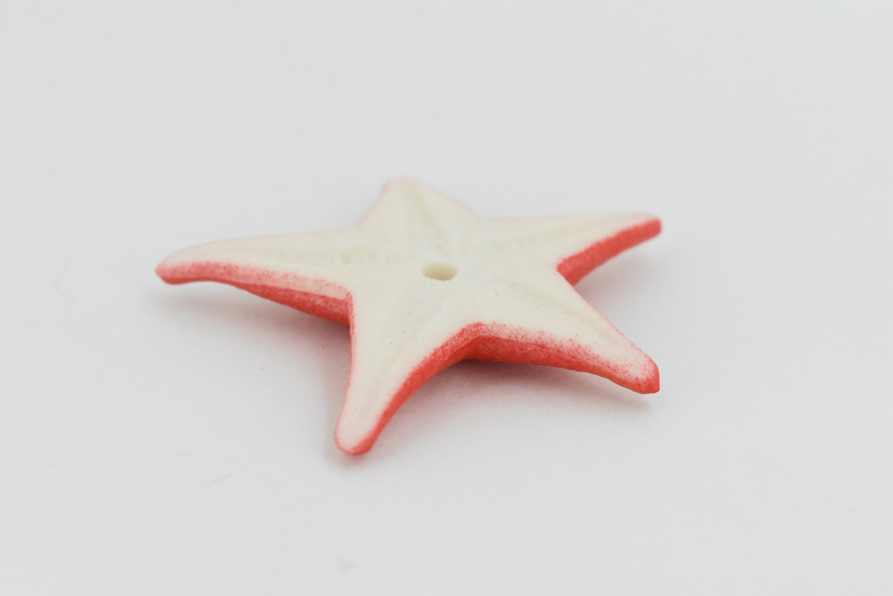 Starfish, Sea Star, echinoderms,  Asteroidea, Ocean, Sea Life, Plastic Figure, Model, Realistic Replica, Educational, Figurine, Animal, Life Like, Gift,     2 "     F929 B158
