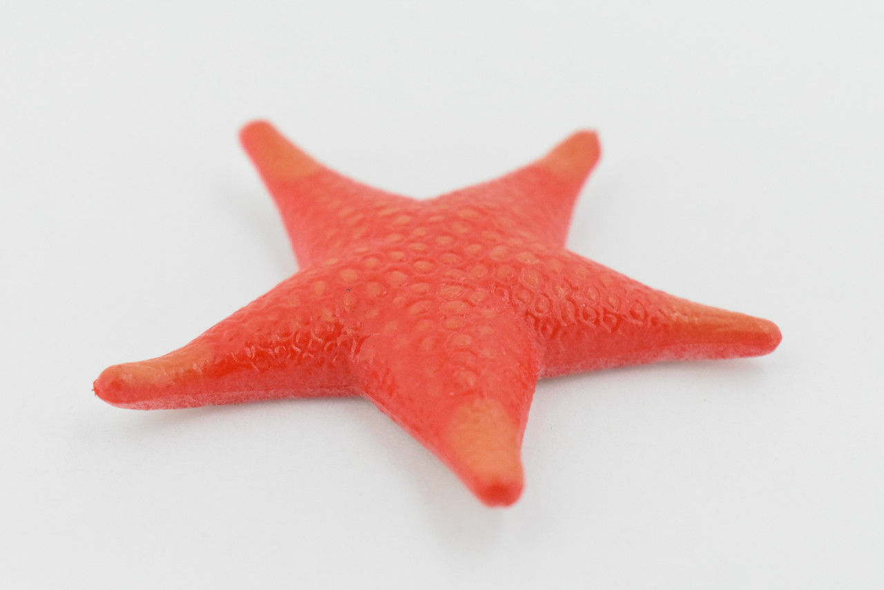 Starfish, Sea Star, echinoderms,  Asteroidea, Ocean, Sea Life, Plastic Figure, Model, Realistic Replica, Educational, Figurine, Animal, Life Like, Gift,     2 "     F929 B158