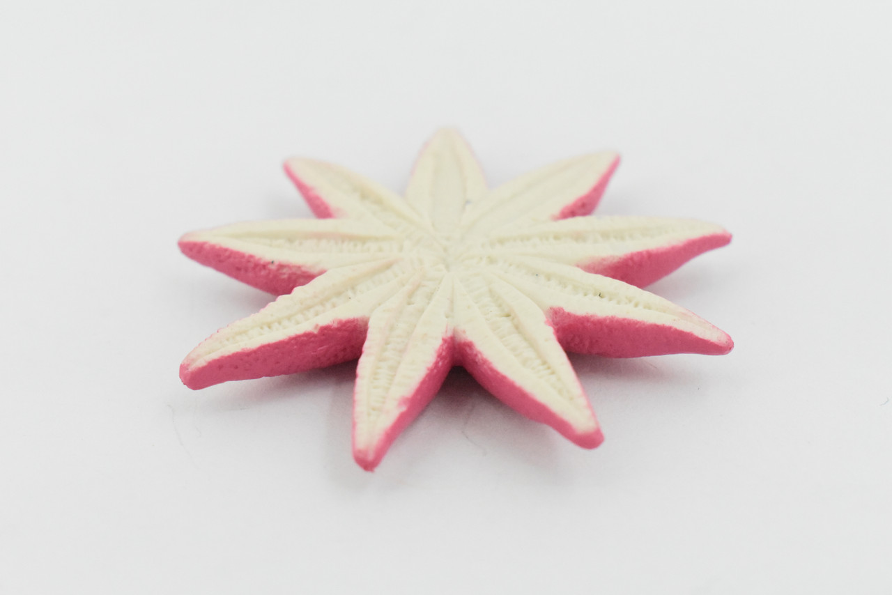 Starfish, Sun Star, Purple, Echinoderms, Asteroidea, Ocean, Sea Life, Plastic Figure, Model, Realistic Replica, Educational Toy, Life Like, Gift,      2 1/4  "    F930 B158