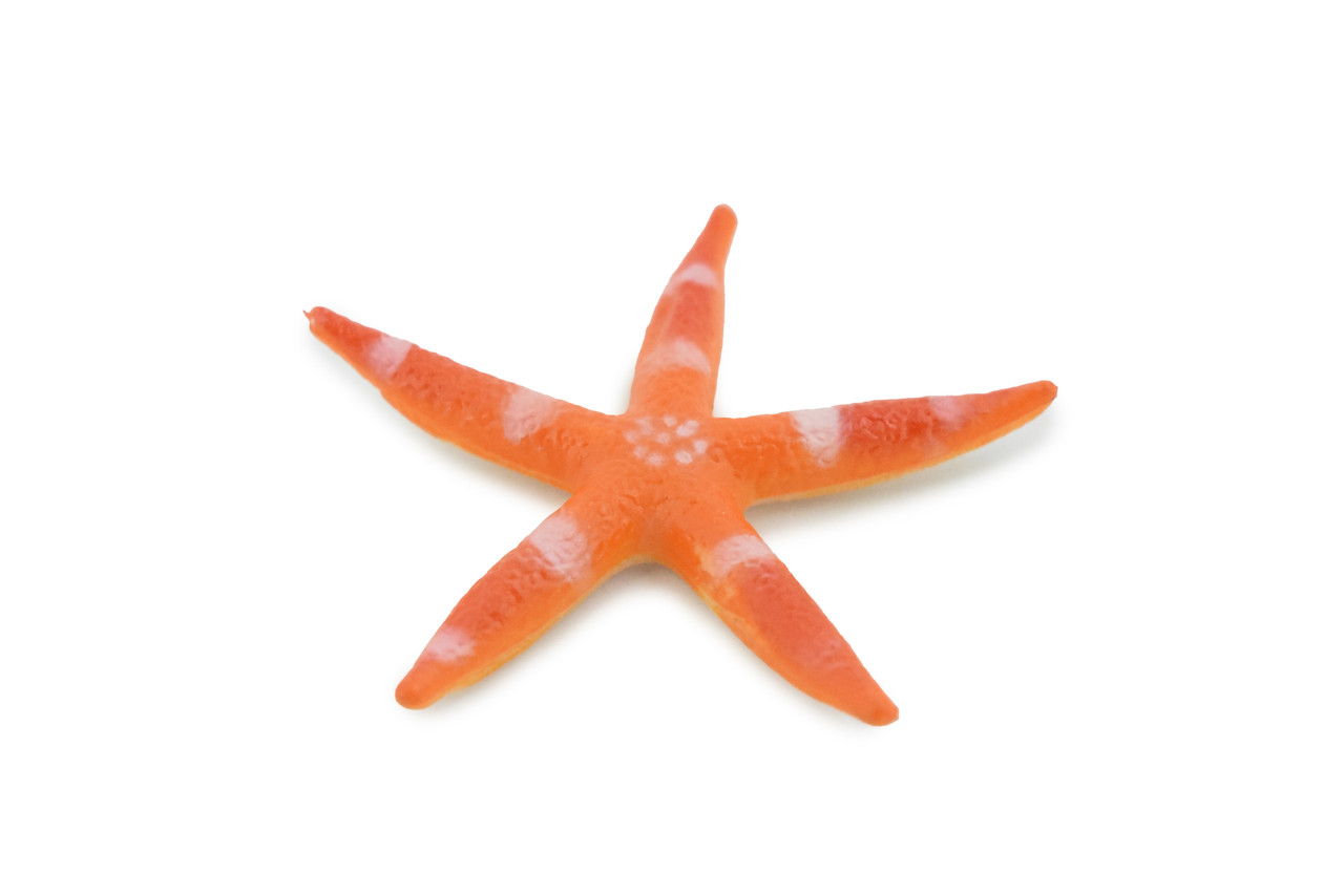 Starfish, Sea Star, Echinoderms,  Asteroidea, Ocean, Sea Life, Plastic Figure, Model, Realistic Replica, Educational, Figurine, Animal, Life Like, Gift,     2 "     F931 B158