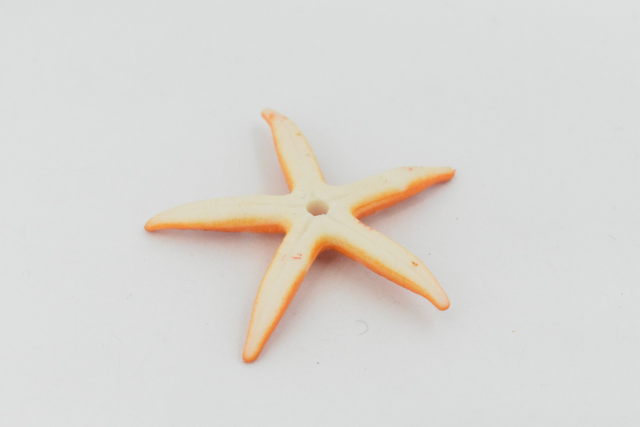 Starfish, Sea Star, Echinoderms,  Asteroidea, Ocean, Sea Life, Plastic Figure, Model, Realistic Replica, Educational, Figurine, Animal, Life Like, Gift,     2 "     F931 B158