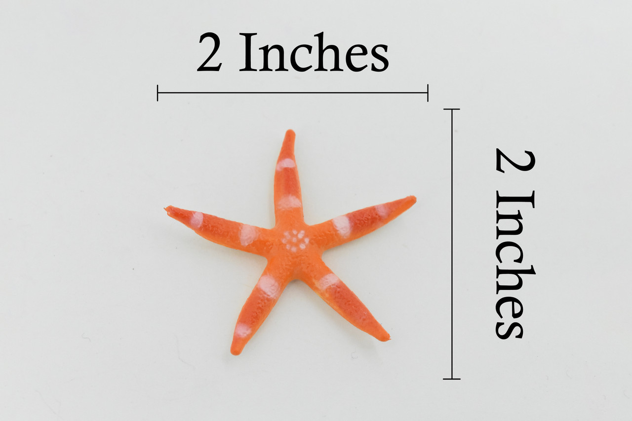 Starfish, Sea Star, Echinoderms,  Asteroidea, Ocean, Sea Life, Plastic Figure, Model, Realistic Replica, Educational, Figurine, Animal, Life Like, Gift,     2 "     F931 B158