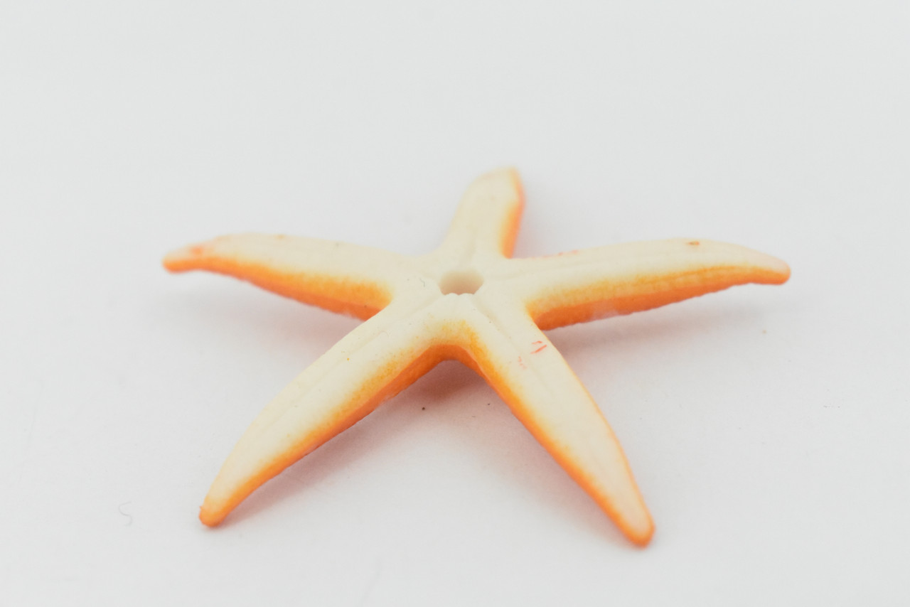 Starfish, Sea Star, Echinoderms,  Asteroidea, Ocean, Sea Life, Plastic Figure, Model, Realistic Replica, Educational, Figurine, Animal, Life Like, Gift,     2 "     F931 B158