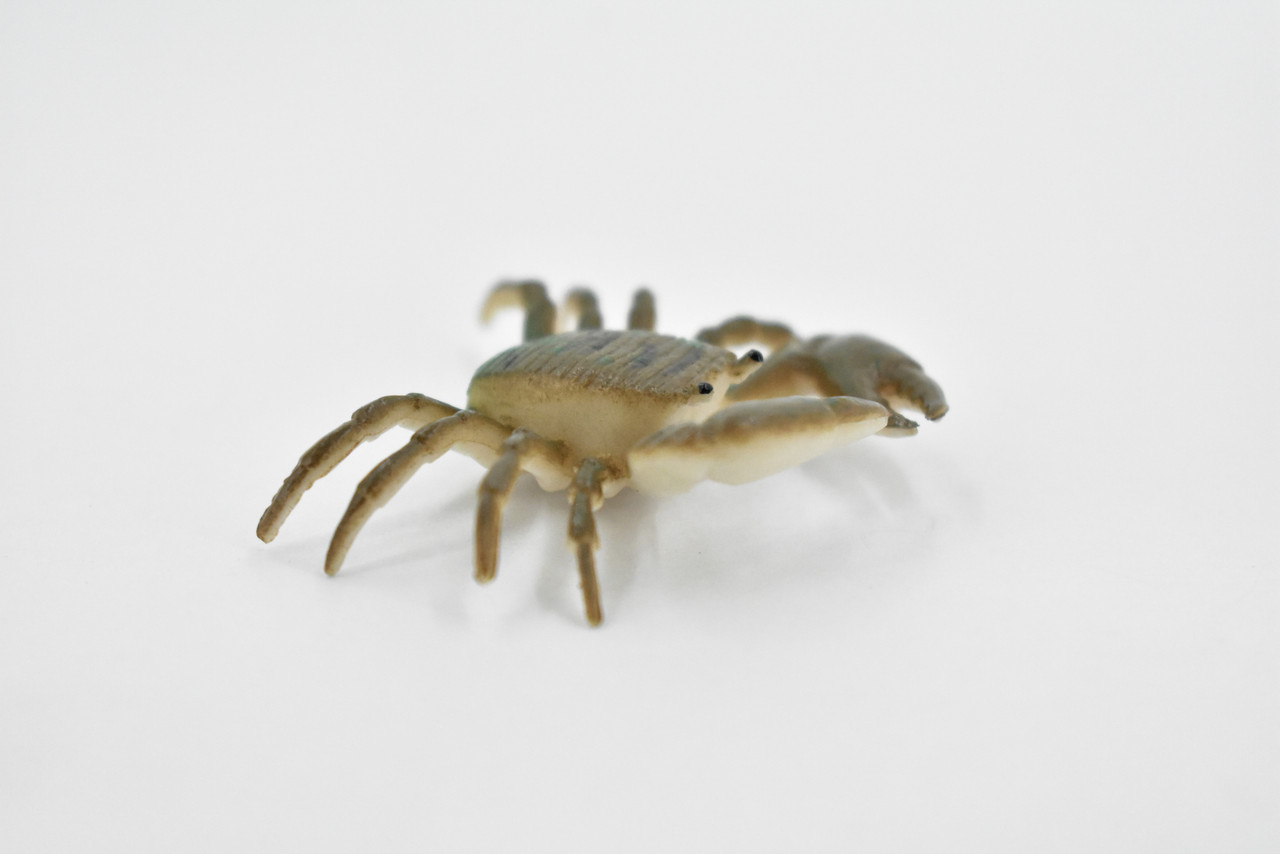 Crab, Striped Shore Crab, Rubber, Crustaceans, Educational, Realistic, Hand Painted, Figure, Lifelike Figurine, Replica, Gift,    2 1/4"    F934 B157