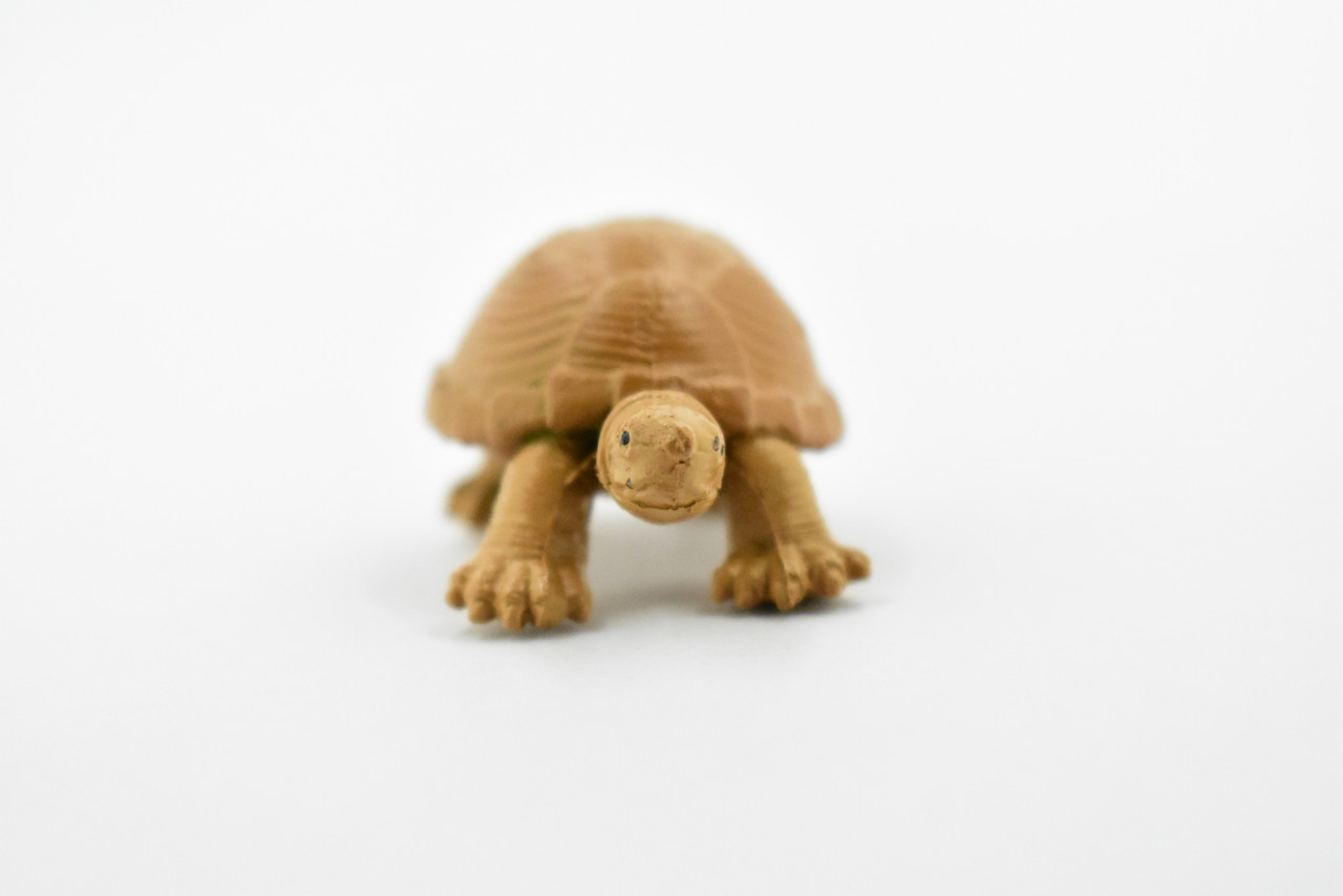 Turtle, Loggerhead Musk Turtle, Plastic Reptile, Educational, Realistic, Figure, Lifelike Model, Figurine, Replica, Gift,      2"       F7000 B1