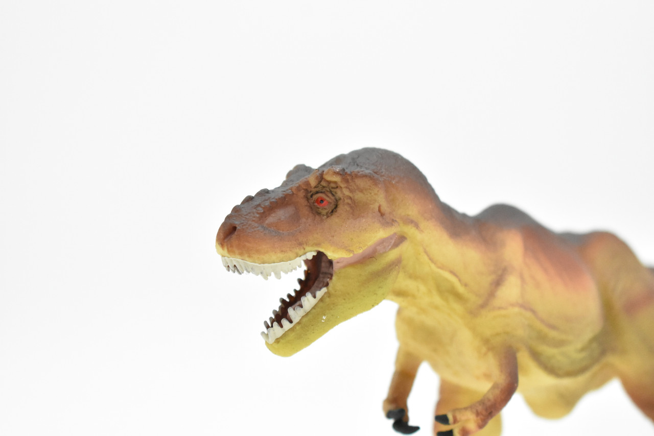 Tyrannosaurus rex, T. Rex, Dinosaur,  Museum Quality Plastic Replica     9"   F7058-B143