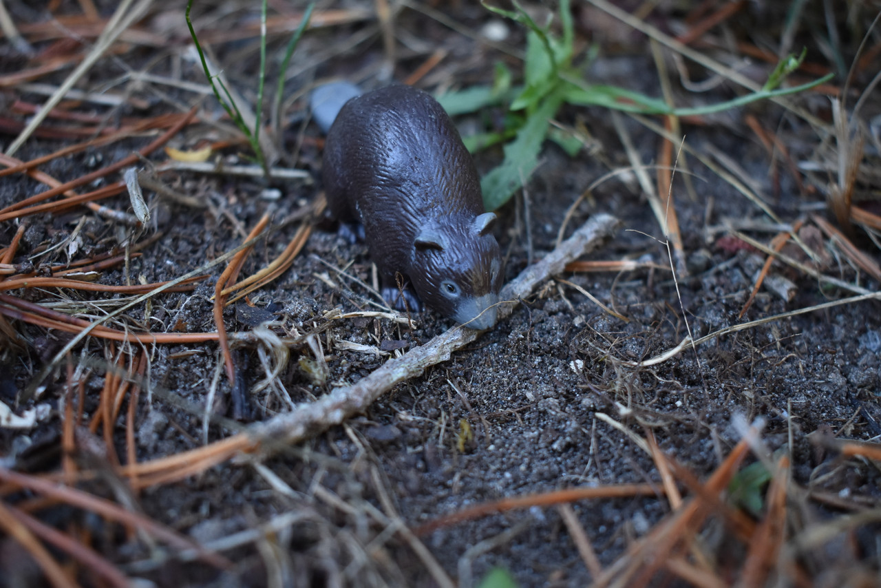 Beaver, Castor, Very Nice Plastic Animal, Educational, Toy, Kids, Realistic Figure, Lifelike Model, Figurine, Replica, Gift,    2 1/2"     F202 B9