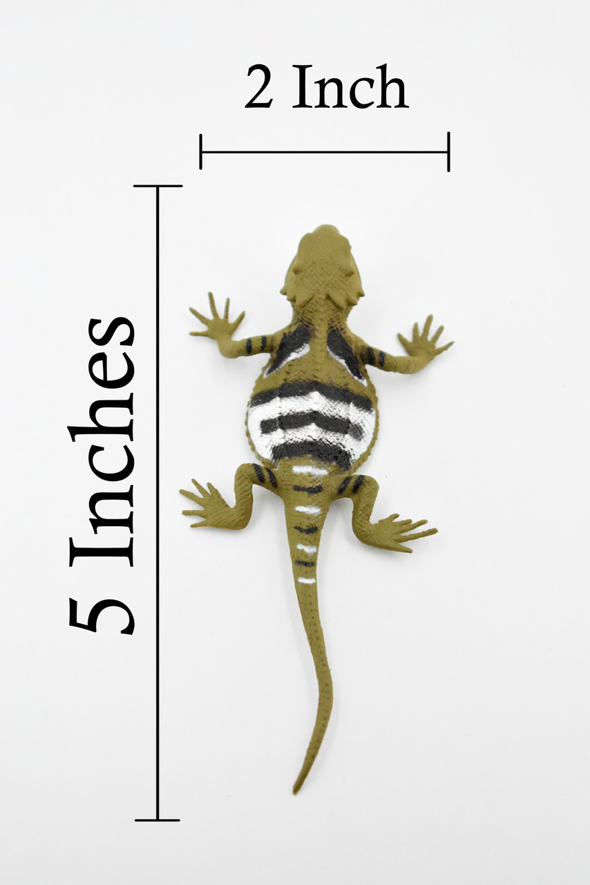 horned lizard species diagram