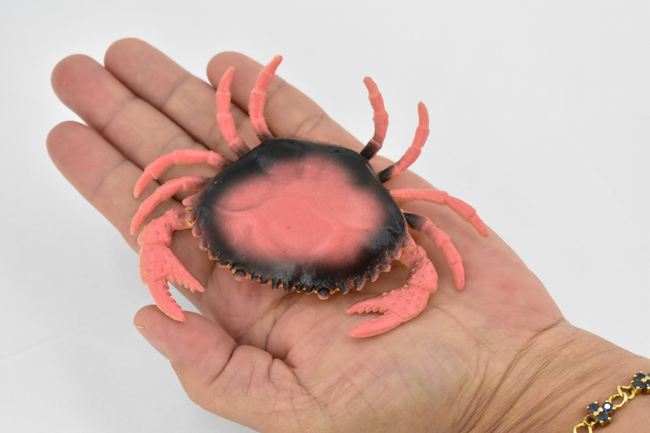 Crab, Dungeness Crab, Rubber, Crustaceans, Educational, Realistic, Hand Painted, Figure, Lifelike Figurine, Replica, Gift,        3 1/2"     F6001 B378