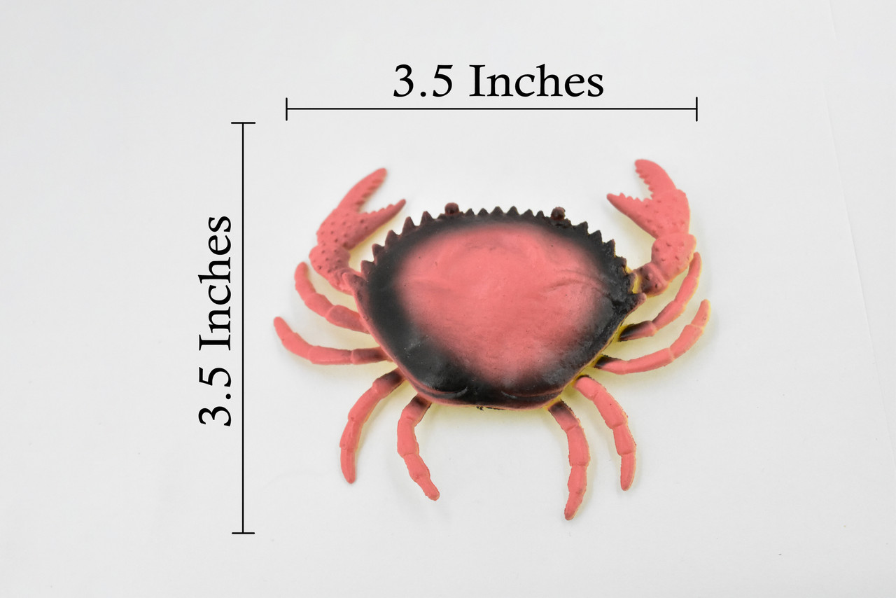 Crab, Dungeness Crab, Rubber, Crustaceans, Educational, Realistic, Hand Painted, Figure, Lifelike Figurine, Replica, Gift,        3 1/2"     F6001 B378