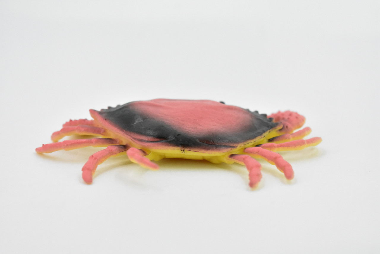 Crab, Dungeness Crab, Rubber, Crustaceans, Educational, Realistic, Hand Painted, Figure, Lifelike Figurine, Replica, Gift,        3 1/2"     F6001 B378