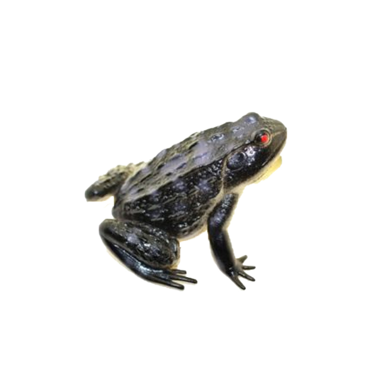 Black Frog Rubber Replica 4 x 4 F6085-B380