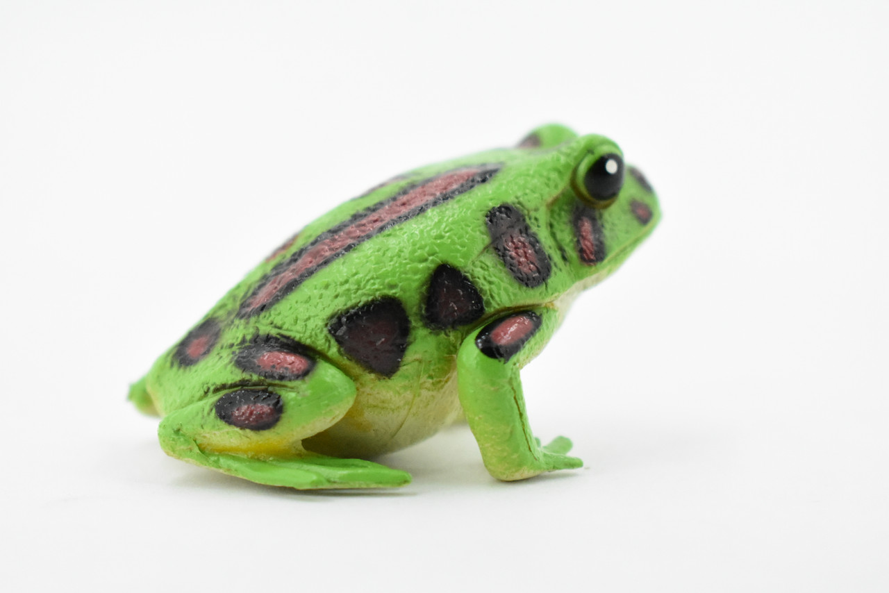 Frog, Northern Leopard Frog, Spotted Green, Plastic Toy, Realistic, Figure, Model, Replica, Kids, Educational, Gift,      2"     F4405 B9