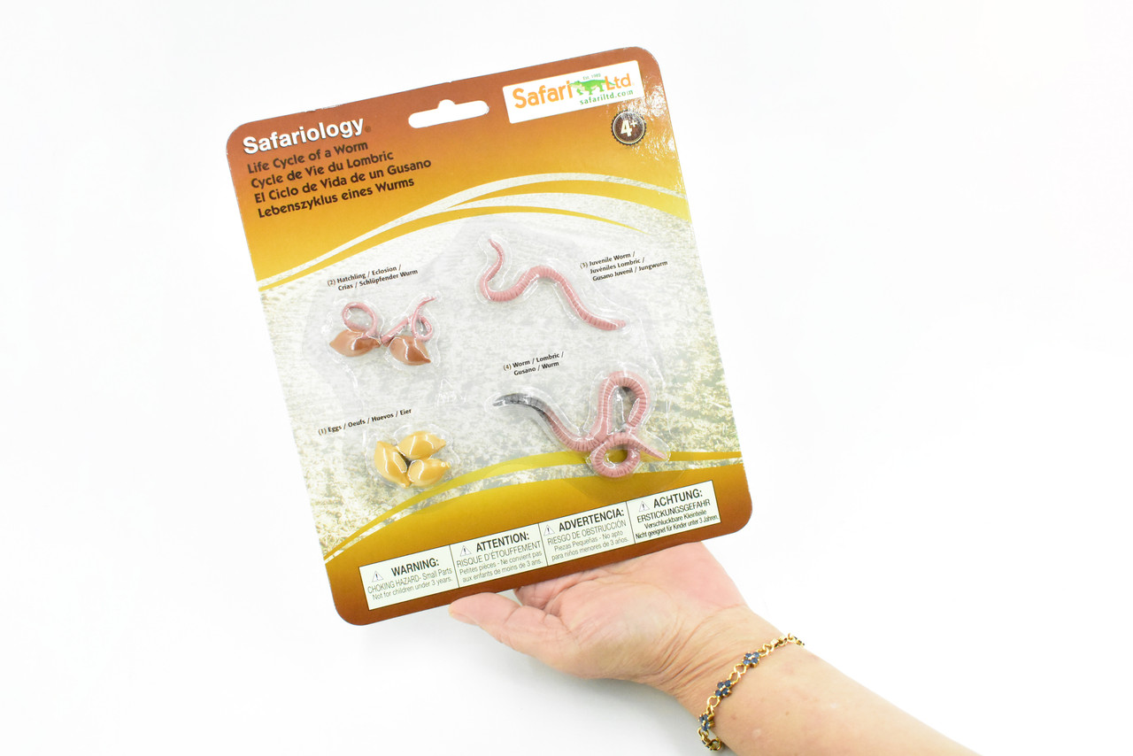 Worm, Life Cycle,  4 Piece Set, Plastic Toy, Kids Gift, Realistic Figure, Educational Model, Replica, Gift,       3"     F4063-B319