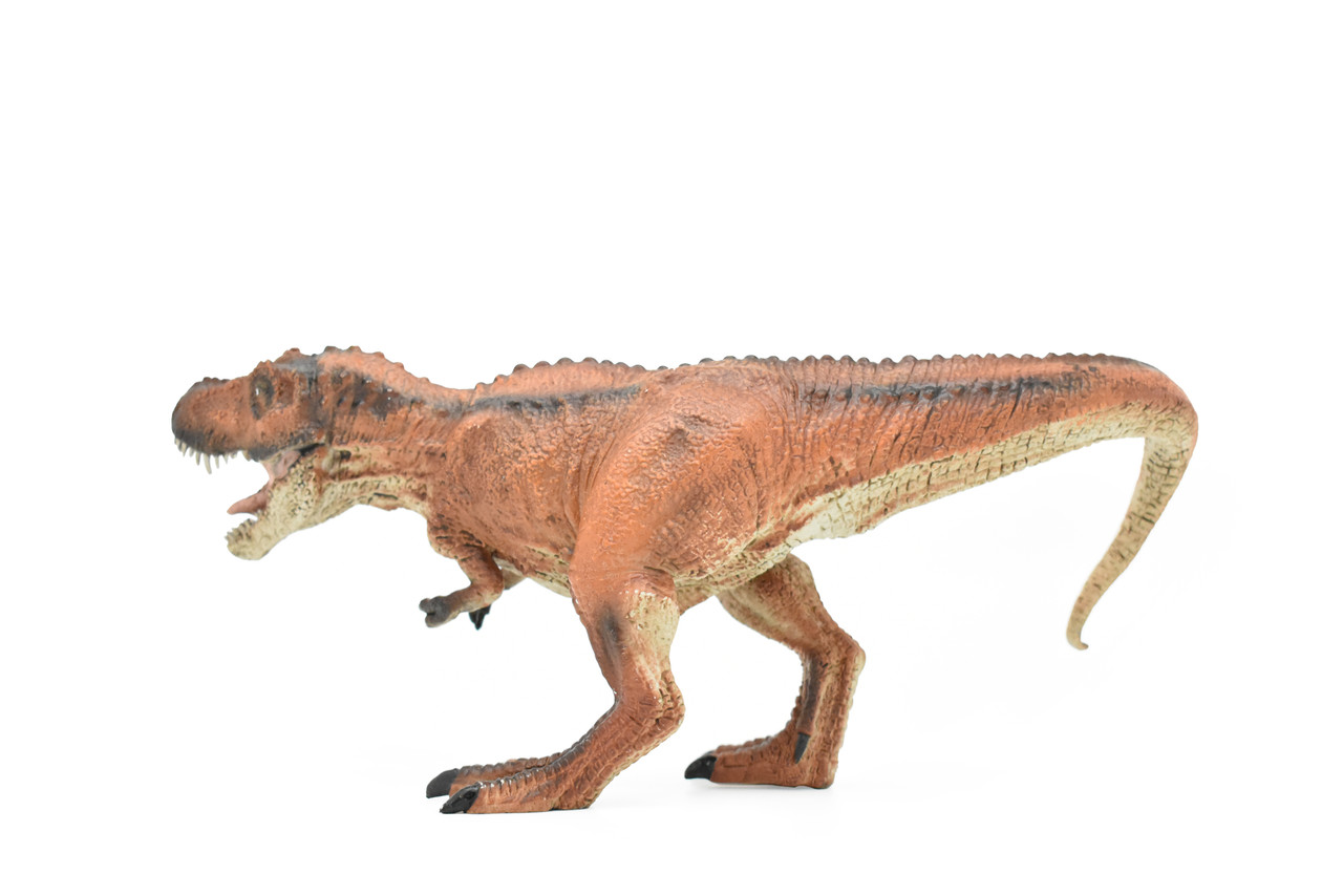 Tyrannosaurus rex, T. Rex, Dinosaur, Museum Quality Plastic Replica   10" BY 5"   M001-B628