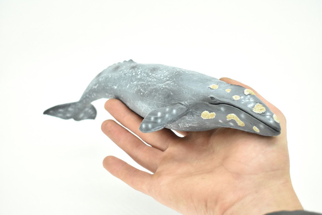 Gray Whale, Realistic Toy Model Plastic Replica Animal, Kids Educational Gift    11"    M032-B635