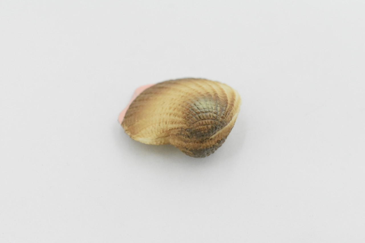  Clam, Realistic Plastic Littleneck Clams,  Model, Toy, Kids Educational Gift, Animal, Figure      1 1/4"      F1124 B163