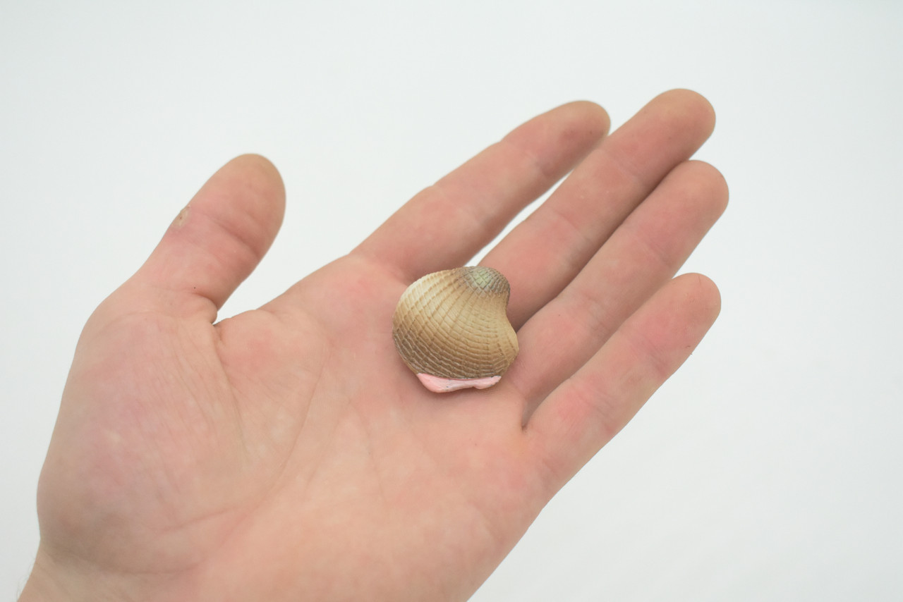  Clam, Realistic Plastic Littleneck Clams,  Model, Toy, Kids Educational Gift, Animal, Figure      1 1/4"      F1124 B163