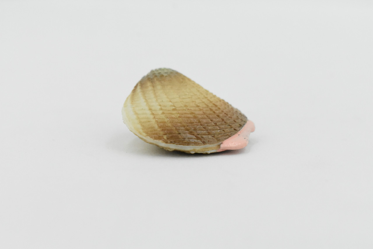  Clam, Realistic Plastic Littleneck Clams,  Model, Toy, Kids Educational Gift, Animal, Figure      1 1/4"      F1124 B163