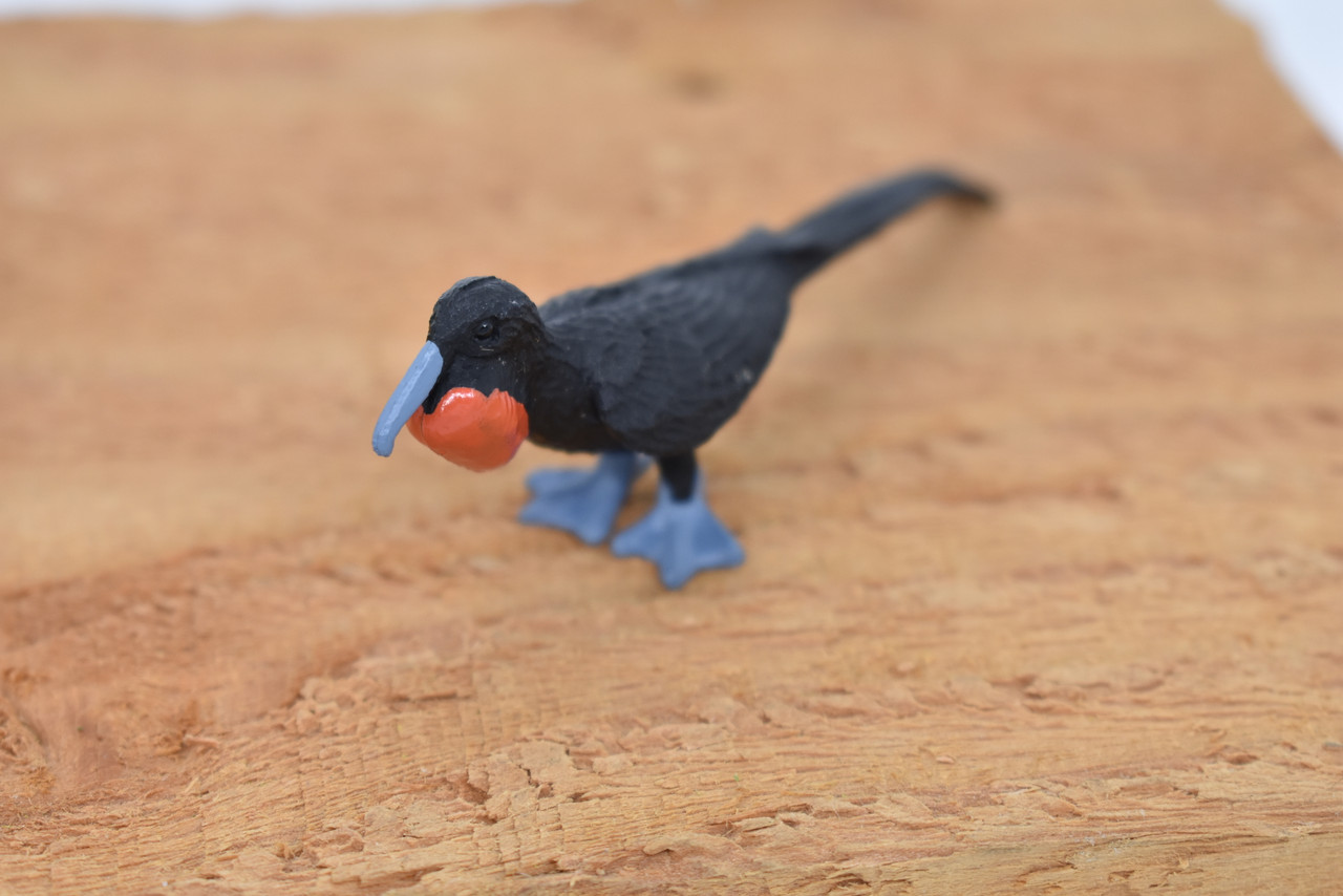 Frigatebird, Galapagos Islands, Educational, Hand Painted, Realistic Plastic Bird Figure, Lifelike, Diorama, Model, Toy, Kids, Gift,  3 1/2 Inches.
