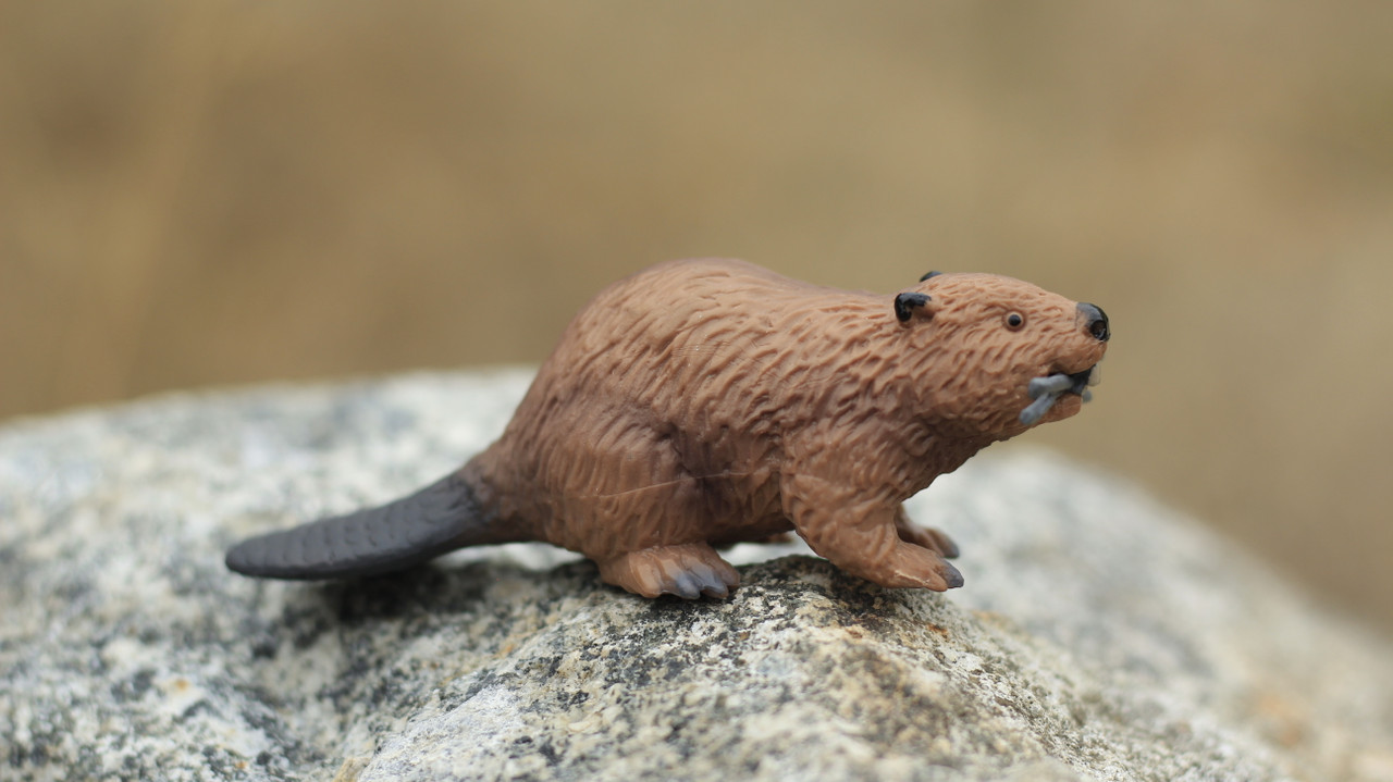 Beaver, Castor, Very Nice Plastic Animal, Educational, Toy, Kids, Realistic Figure, Lifelike Model, Figurine, Replica, Gift,   4.5"    F1651 B151         