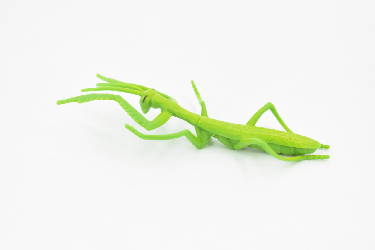 Praying Mantis, Rubber Insect, Toy, Realistic Figure, Model, Replica, Kids Educational Gift,    3 1/2"     F1657B74