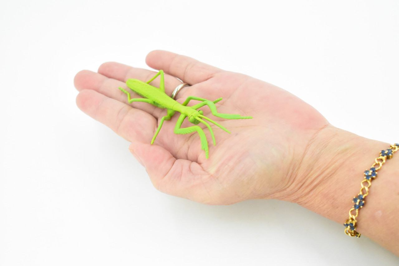 Praying Mantis, Rubber Insect, Toy, Realistic Figure, Model, Replica, Kids Educational Gift,    3 1/2"     F1657B74